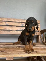 Kyle, a male Doberman Pinscher for sale in Ocala, FL – 4 of 7