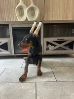 Coco, a male Doberman Pinscher for sale in Ocala, FL – 4 of 4