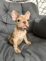 Lili, a female French Bulldog for sale in Ocala, FL – 3 of 4
