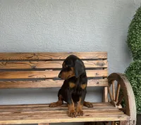 Kyle, a male Doberman Pinscher for sale in Ocala, FL – 7 of 7