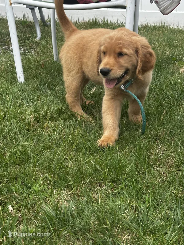 Wally – Golden Retriever puppy for sale in Lawrence, MA