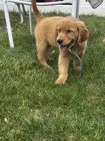 Wally, a male Golden Retriever for sale in Lawrence, MA – 1 of 5