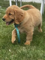 Wally, a male Golden Retriever for sale in Lawrence, MA – 2 of 5