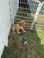 Wally, a male Golden Retriever for sale in Lawrence, MA – 4 of 5