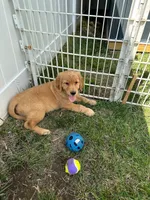 Wally, a male Golden Retriever for sale in Lawrence, MA – 5 of 5