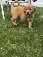 Wally, a male Golden Retriever for sale in Lawrence, MA – 3 of 5