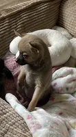 Lil Belle, a female Pomchi for sale in Hoyt, KS – 5 of 6