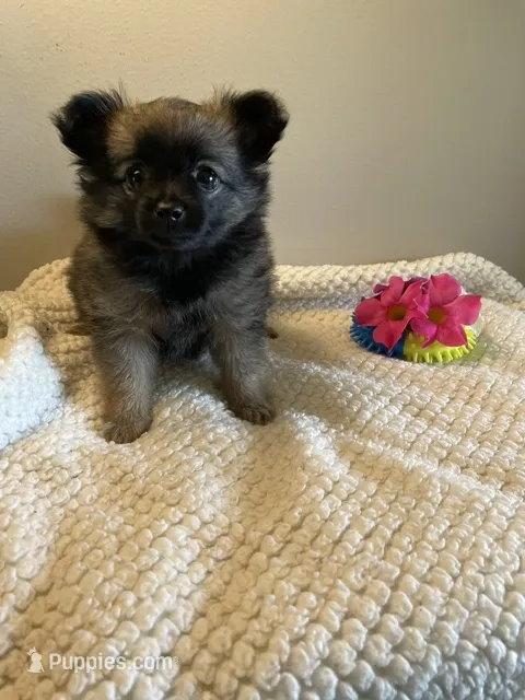 Milo – Pomchi puppy for sale in Hoyt, KS