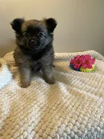 Milo, a  Pomchi for sale in Hoyt, KS – 1 of 3