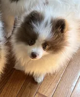 AKC Sheldon, a male Pomeranian for sale in Parker, CO – Photo 5 of 6