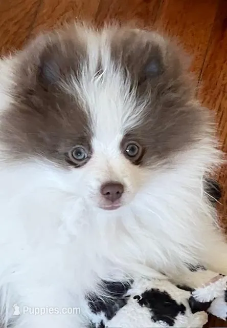 AKC Sheldon – Pomeranian puppy for sale in Parker, CO