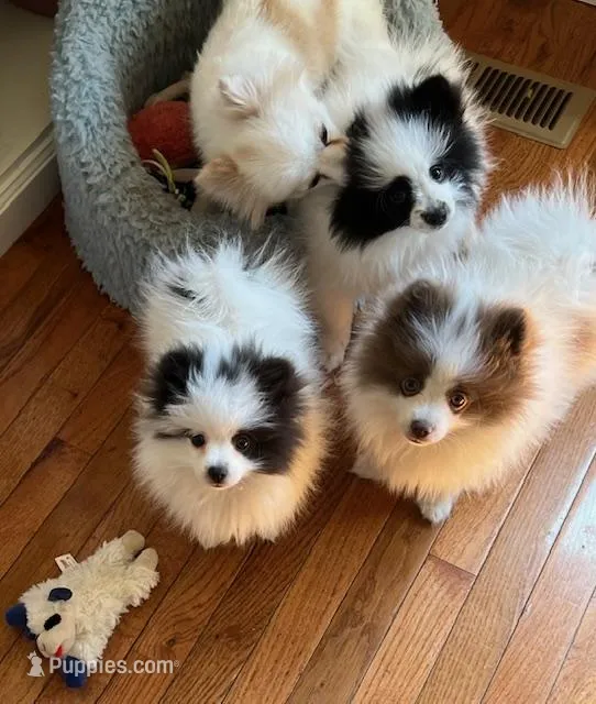 AKC Sheldon – Pomeranian puppy for sale in Parker, CO