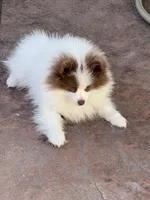 AKC Sheldon, a male Pomeranian for sale in Parker, CO – Photo 3 of 6