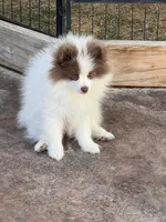 AKC Sheldon, a male Pomeranian for sale in Parker, CO – Photo 4 of 6