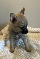 Lil Belle, a female Chihuahua and Pomeranian for sale in Hoyt, KS – 3 of 7