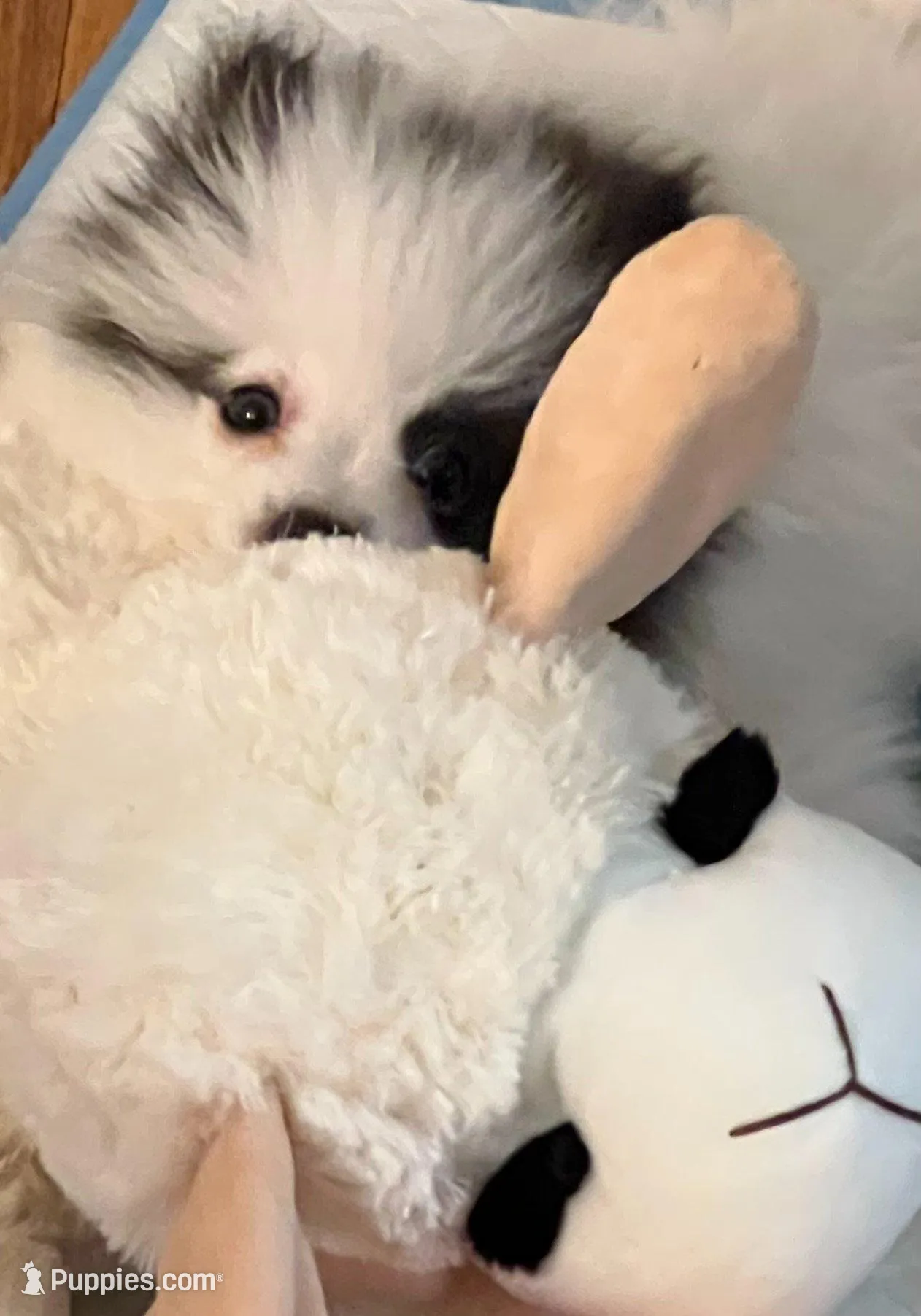 AKC Grace, a female Pomeranian for sale in Parker, CO – Photo 5 of 5