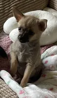 Lil Belle, a female Chihuahua and Pomeranian for sale in Hoyt, KS – 6 of 7