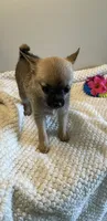 Lil Belle, a female Chihuahua and Pomeranian for sale in Hoyt, KS – 4 of 7