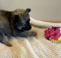 Milo, a  Pomchi for sale in Hoyt, KS – 2 of 3