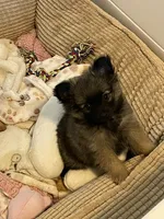 Lil Ellie, a female Pomchi for sale in Hoyt, KS – 3 of 7