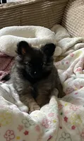 Lil Ellie, a female Pomchi for sale in Hoyt, KS – 7 of 7