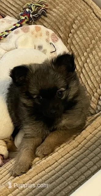 Lil Ellie – Pomchi puppy for sale in Hoyt, KS