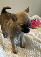 Lil Belle, a female Pomchi for sale in Hoyt, KS – 4 of 6