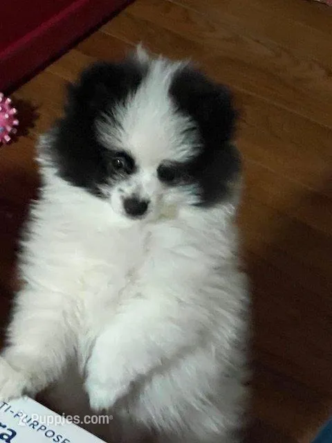 AKC Bear – Pomeranian puppy for sale in Parker, CO