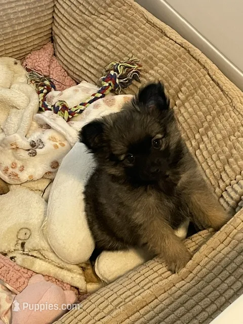 Lil Ellie – Chihuahua, Pomeranian puppy for sale in Hoyt, KS