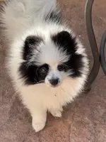 AKC Bear, a male Pomeranian for sale in Parker, CO – Photo 2 of 3