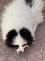 AKC Bear, a male Pomeranian for sale in Parker, CO – Photo 3 of 3