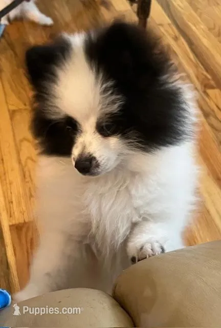 AKC Bear – Pomeranian puppy for sale in Parker, CO