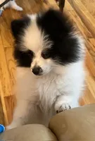 AKC Bear, a male Pomeranian for sale in Parker, CO – Photo 1 of 4