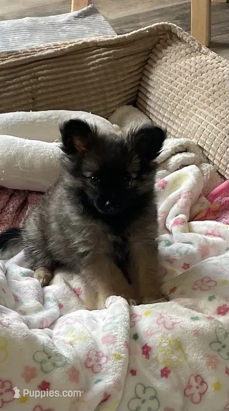 Lil Ellie, a female Pomchi for sale in Hoyt, KS – 1 of 7