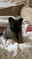 Lil Ellie, a female Pomchi for sale in Hoyt, KS – 1 of 7