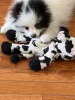 AKC Grace, a female Pomeranian for sale in Parker, CO – Photo 3 of 4