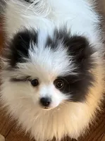 AKC Grace, a female Pomeranian for sale in Parker, CO – Photo 1 of 4