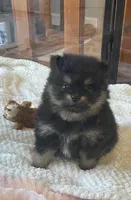 AKC Lil Annie, a female Pomeranian for sale in Parker, CO – Photo 1 of 4