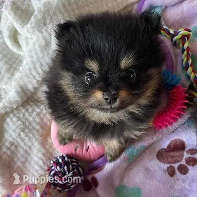 AKC Lil Annie, a female Pomeranian for sale in Parker, CO – Photo 2 of 4