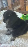 AKC Lil Annie, a female Pomeranian for sale in Parker, CO – Photo 3 of 4
