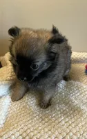 Lil Ellie, a female Chihuahua and Pomeranian for sale in Hoyt, KS – 4 of 4