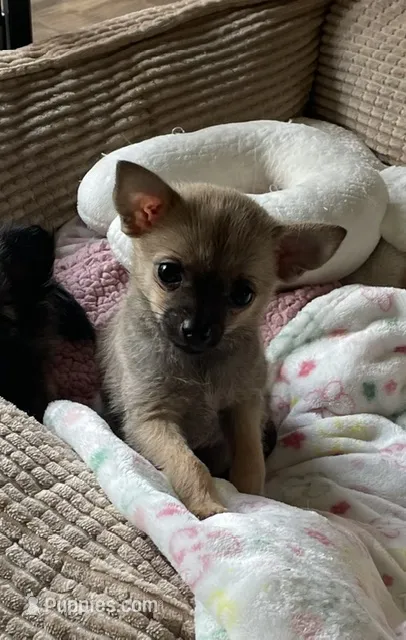 Lil Belle – Pomchi puppy for sale in Hoyt, KS