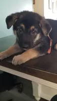Orange collar, a female German Shepherd Dog for sale in Roper, NC – 2 of 2