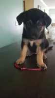 Pink collar, a female German Shepherd Dog for sale in Roper, NC – 1 of 1