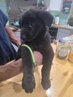 Green collar, a male German Shepherd Dog for sale in Roper, NC – 1 of 2