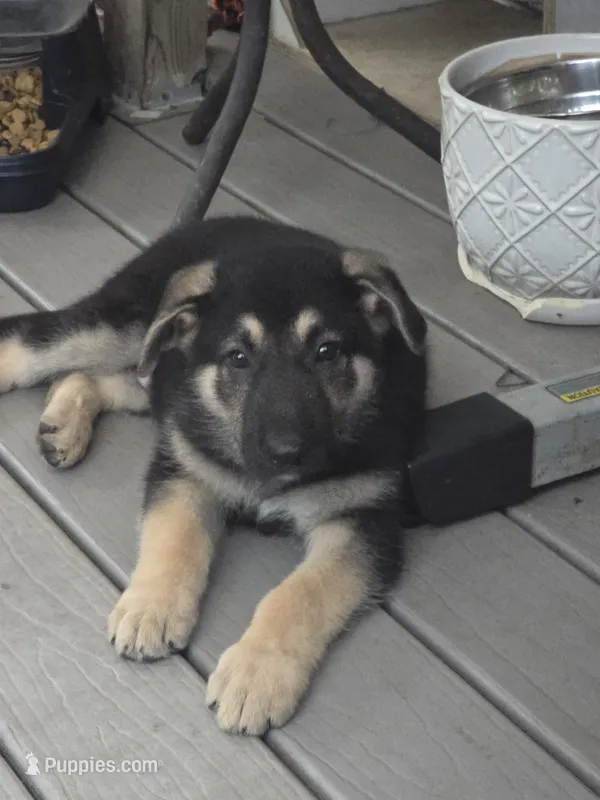 Red collar – German Shepherd Dog puppy for sale in Roper, NC
