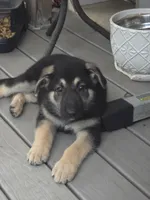 Red collar, a male German Shepherd Dog for sale in Roper, NC – 1 of 2
