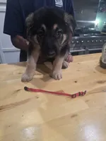Red collar, a male German Shepherd Dog for sale in Roper, NC – 2 of 2