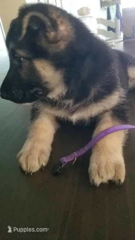 Purple collar – German Shepherd Dog puppy for sale in Roper, NC