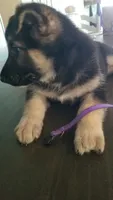 Purple collar, a female German Shepherd Dog for sale in Roper, NC – 1 of 1